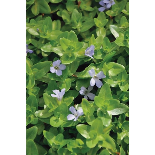 Bacopa caroliniana (11x11)