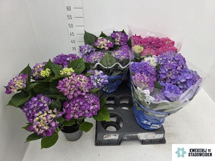 <h4>HYDR M COTE DAZUR</h4>