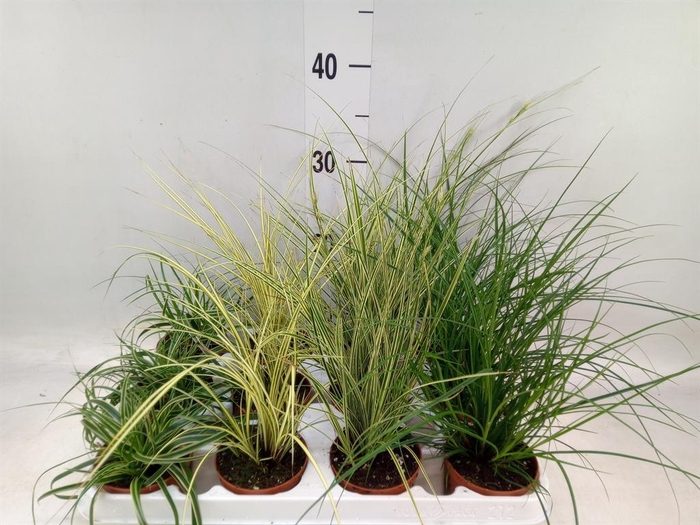 <h4>Carex   ...mix</h4>