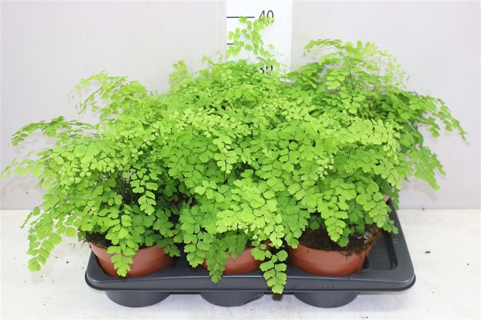 <h4>Adiantum Ra Fragrans</h4>