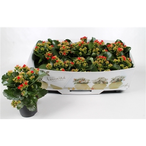 Kalanchoe favorita red instyle + collar