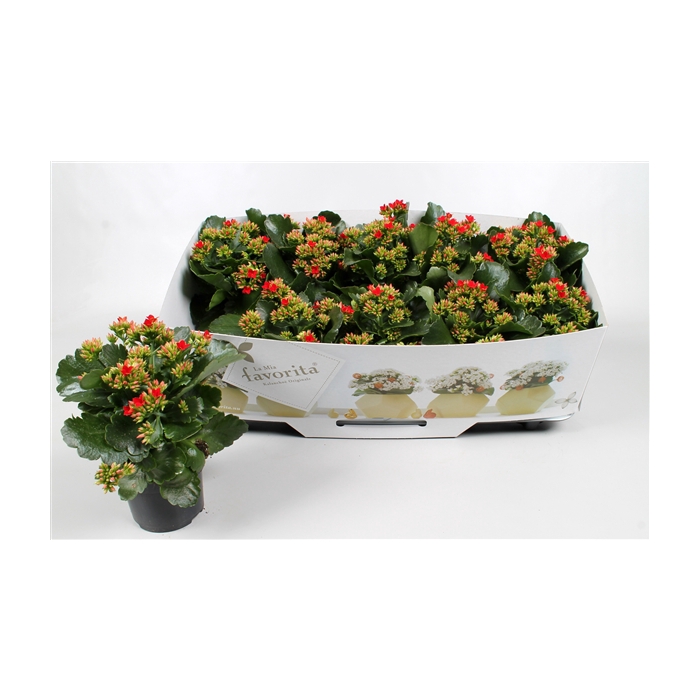 <h4>Kalanchoe favorita red instyle + collar</h4>