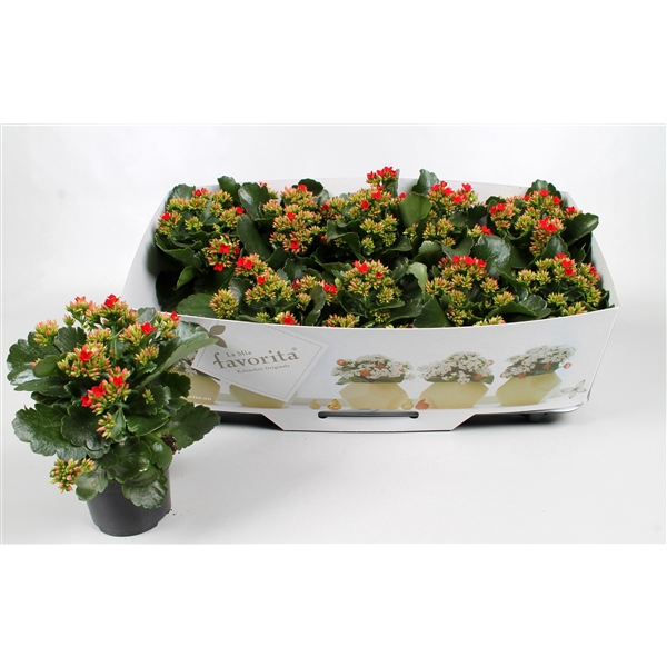 Kalanchoe favorita red instyle + collar