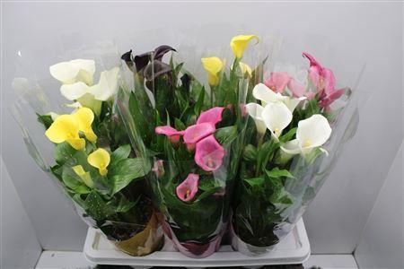 <h4>Zant Gemengd</h4>