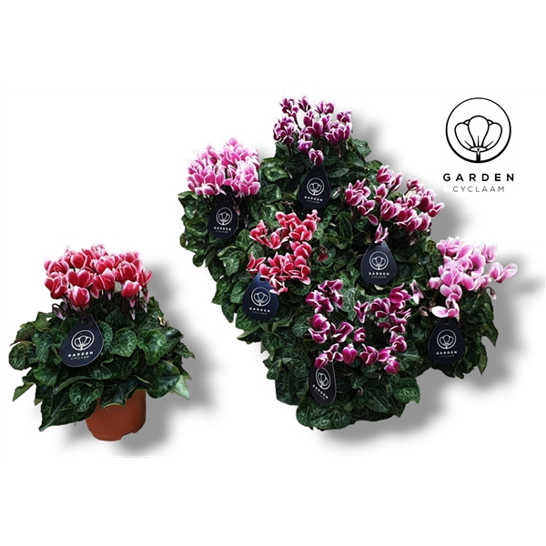 <h4>Cyclamen- GARDEN FUJI MIX</h4>