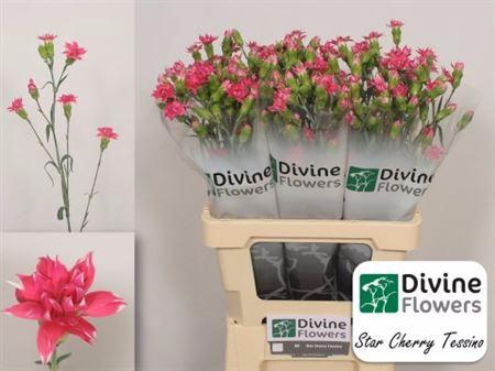 <h4>Di Star Cher Tessino</h4>