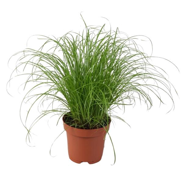 <h4>Cyperus alternifolius 'Zumula'</h4>