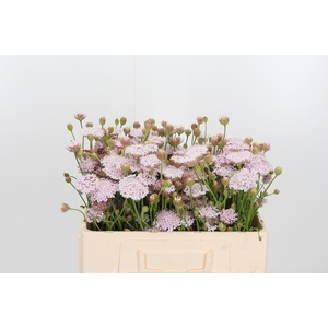 Didiscus Roze