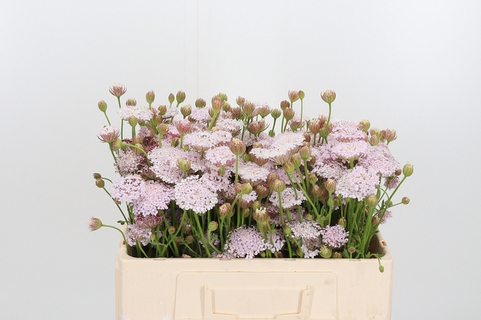 <h4>Didiscus Roze</h4>