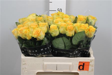 <h4>R Gr Lemon Finess</h4>