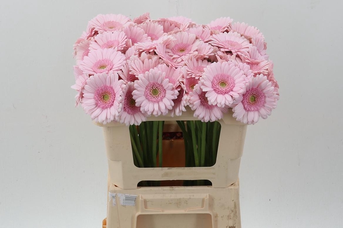 <h4>Ge Mi Bridal Kimsey</h4>