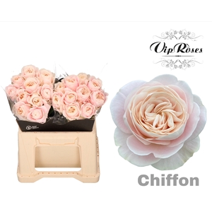 R Gr Chiffon X20