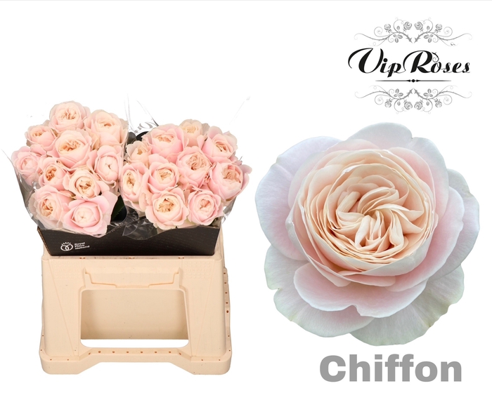<h4>R GR CHIFFON x20</h4>