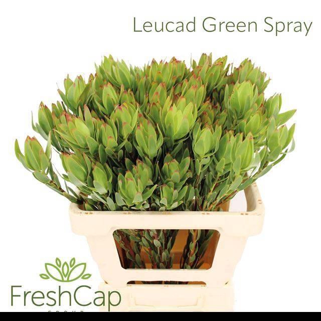 <h4>LEUCAD DISCOLOR</h4>