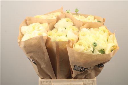 <h4>Ran Fr Su Commedia</h4>