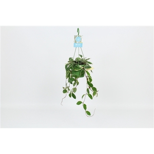 HangonGreen Hoya Carnosa Krimson Queen 14 cm