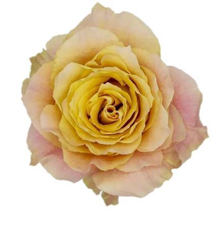 <h4>R Gr Garden Light Spirit</h4>