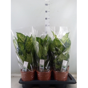 Dieffenbachia  'Vesuvius'