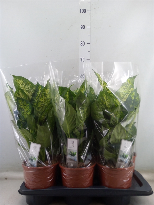 <h4>Dieffenbachia  'Vesuvius'</h4>