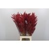 Bromelia Red Paloma