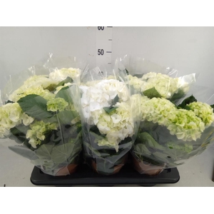 Hydrangea mac.   ...