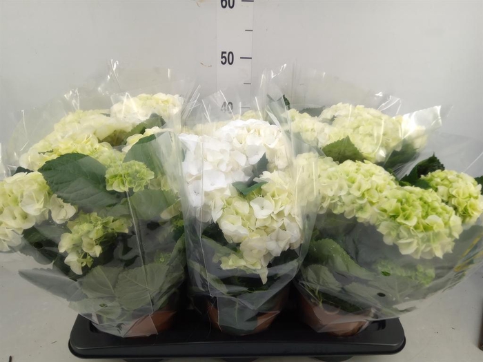 <h4>Hydrangea mac.   ...</h4>
