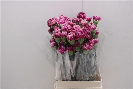 <h4>Di St Merlet Purple</h4>