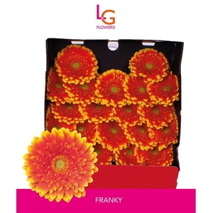 Germini Franky Diamond