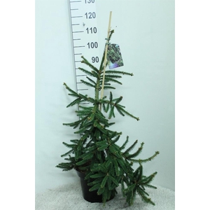 Picea abies 'Inversa'