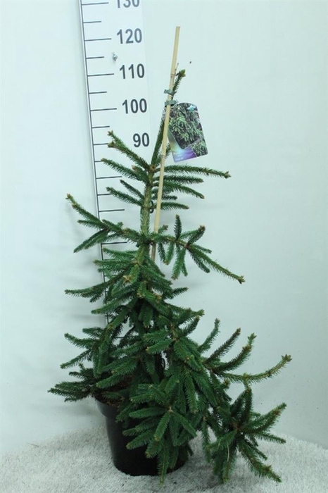 <h4>Picea abies 'Inversa'</h4>