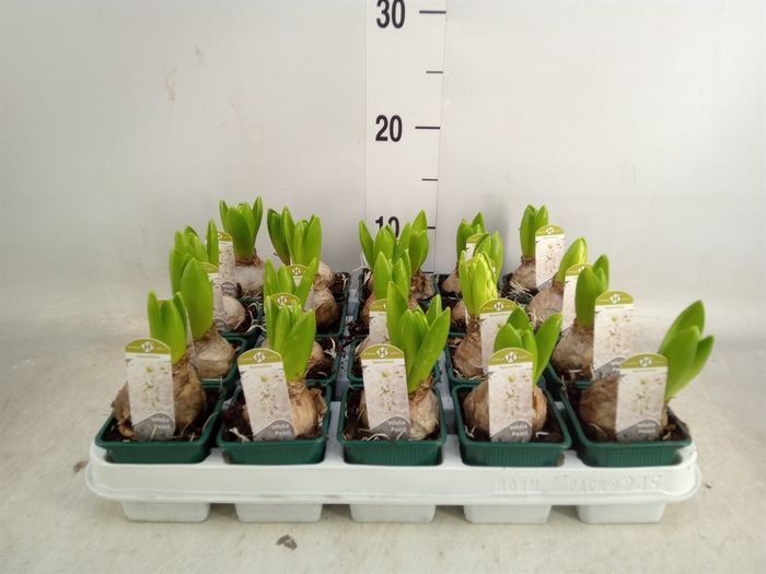 <h4>Hyacinthus orie. 'Pearl White'</h4>