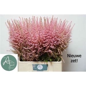 Astilbe Ar Erika