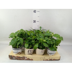 Coffea arabica