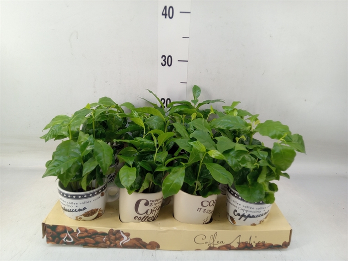 <h4>Coffea arabica</h4>