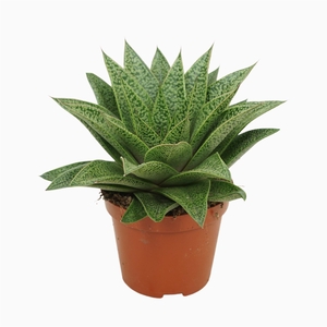 Gasteria