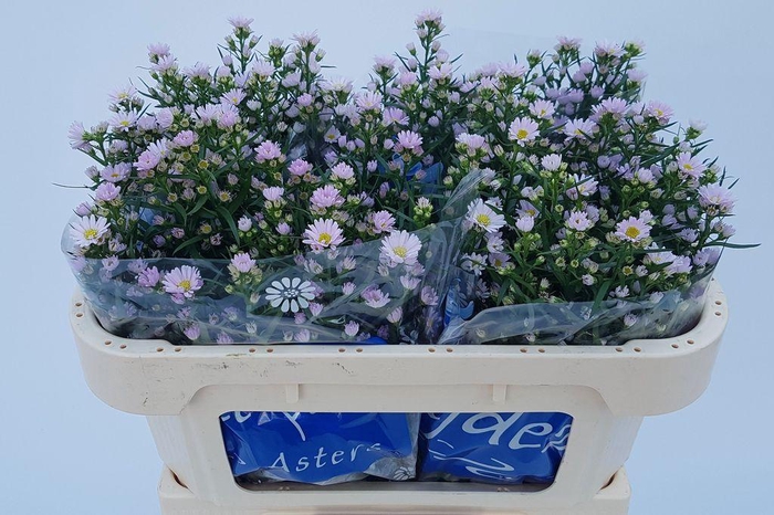 <h4>Aster Claudia</h4>