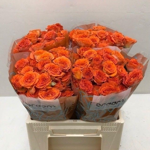 Rosa TR 'Ariya' BRAAM