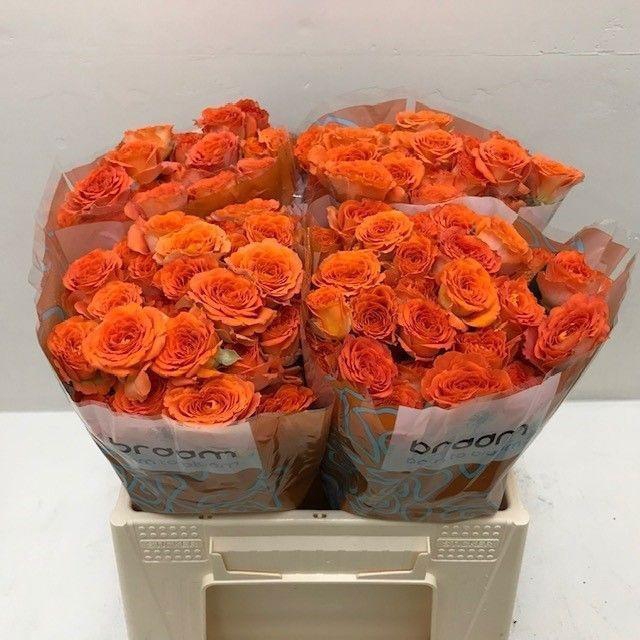 <h4>Rosa TR 'Ariya' BRAAM</h4>