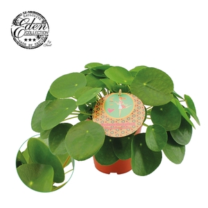 Pilea Peperomioides 15cm Nederlands etiket