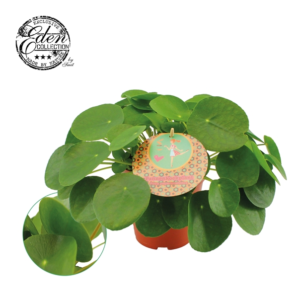 <h4>Pilea Peperomioides 15cm Nederlands etiket</h4>