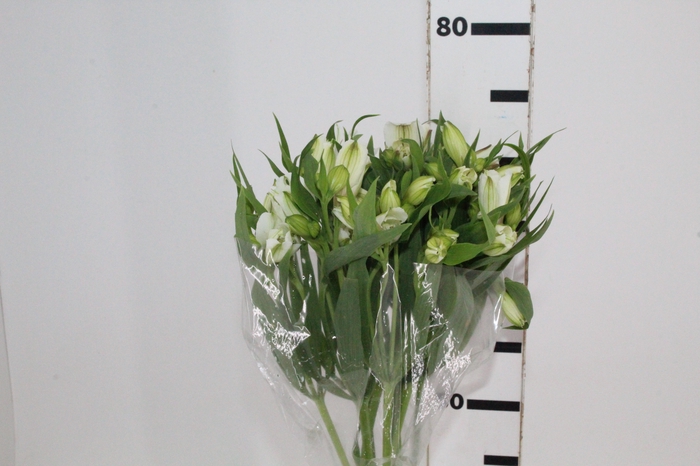 <h4>ALSTROEMERIA WHITNEY 080 CM</h4>