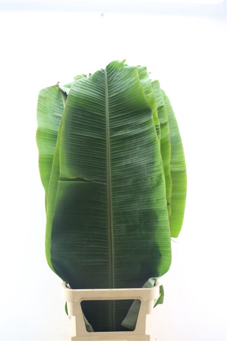 <h4>Musa Accuminata</h4>