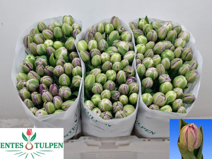 <h4>TU DU SAIGON DOUBLE</h4>