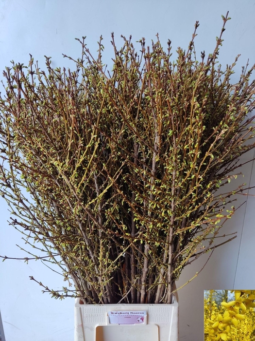 <h4>FORSY I SPECTABILIS</h4>