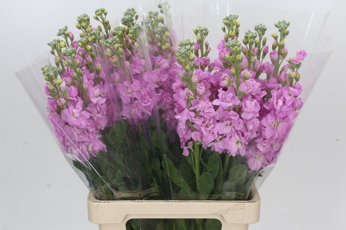 <h4>Matthiola Iron Pink</h4>