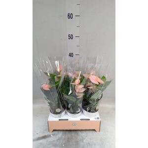 Anthurium andr. 'Spirit'