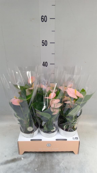 <h4>Anthurium andr. 'Spirit'</h4>