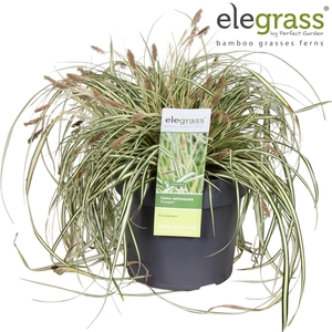 Carex hachijoensis 'Evergold' P19