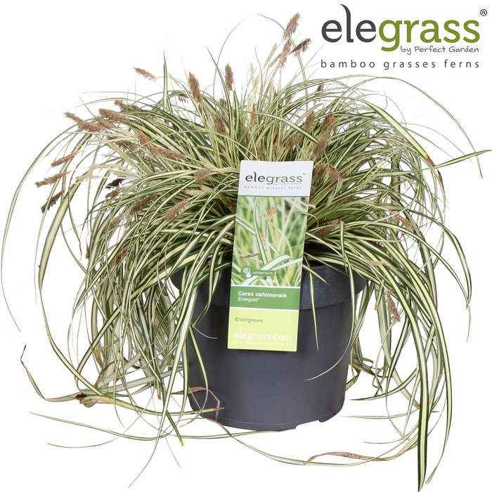 <h4>Carex hachijoensis 'Evergold' P19</h4>