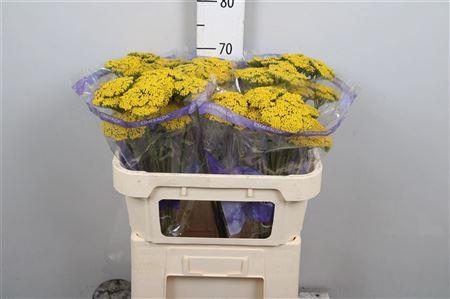 <h4>Achil F Parker Variety</h4>